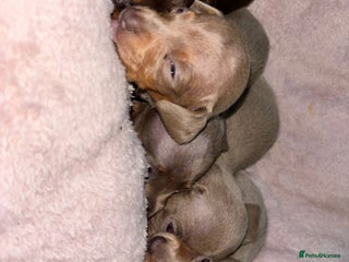 Dachshund dogs for sale - Advert 1