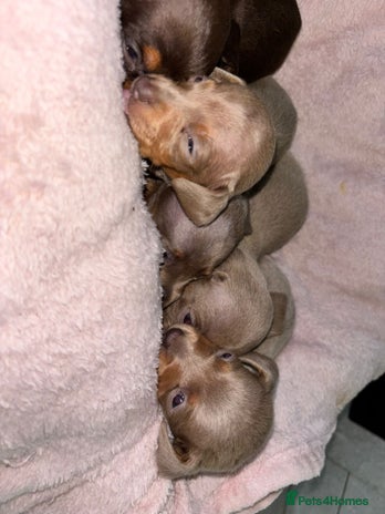 Dachshund dogs - Advert 4