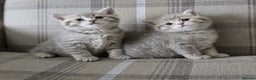 British Shorthair cats for stud: British shorthair Gold Ny12 in Nottingham - Advert 14