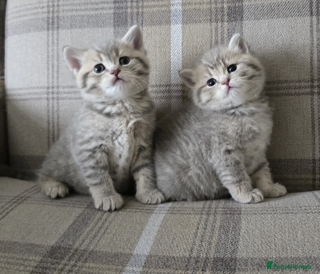 British Shorthair cats for stud: British shorthair Gold Ny12 in Nottingham - Advert 14