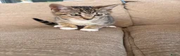 Mixed Breed cats for sale: Tabby girl kitten in Manchester - Advert 2