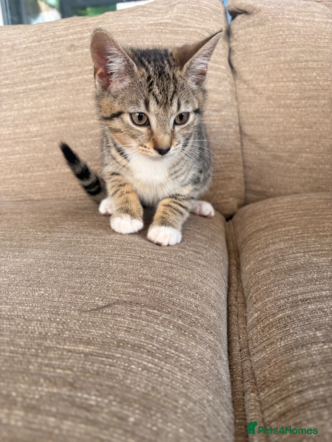 Mixed Breed cats for sale: Tabby girl kitten in Manchester - Advert 2