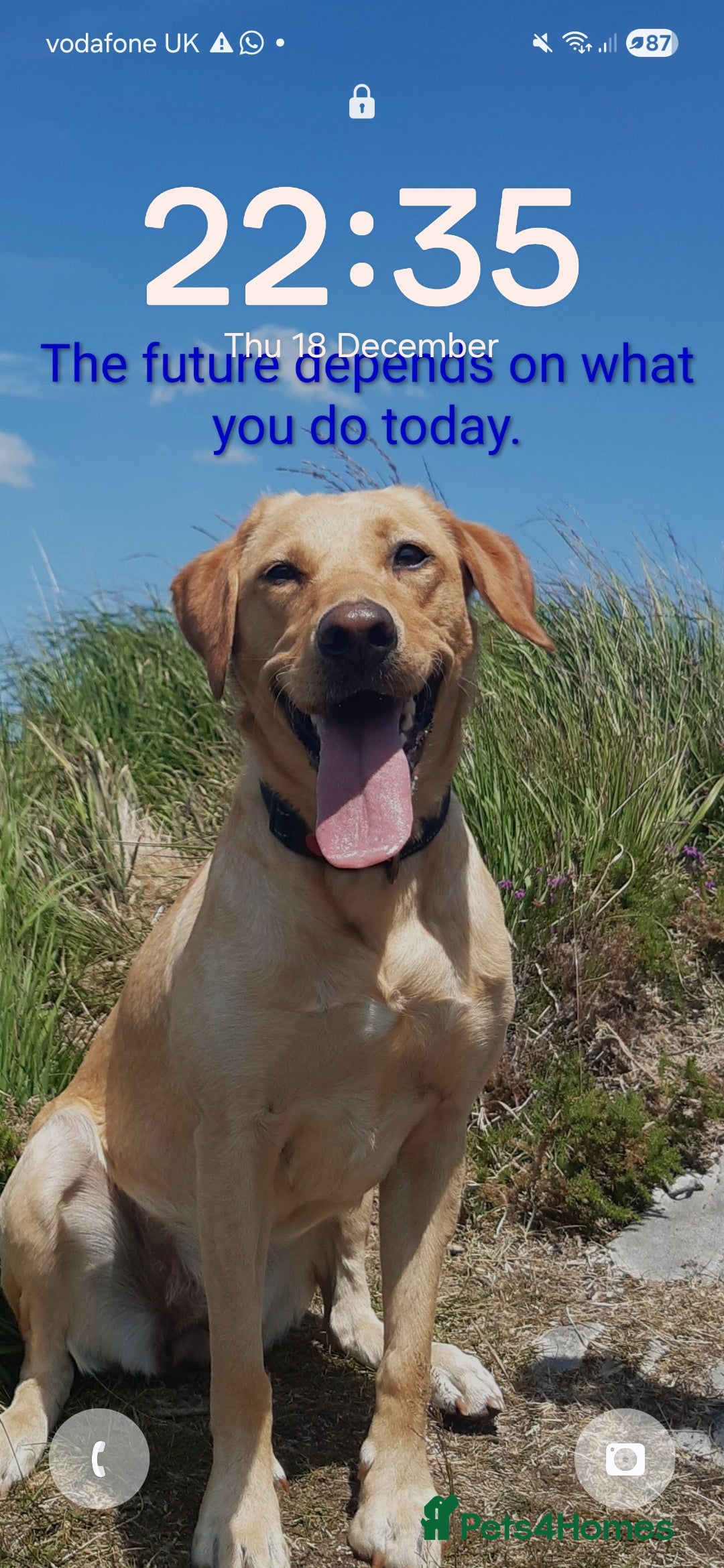 Labrador Retriever dogs for sale: Fox red / yellow KC registered labrador pups - Advert 8