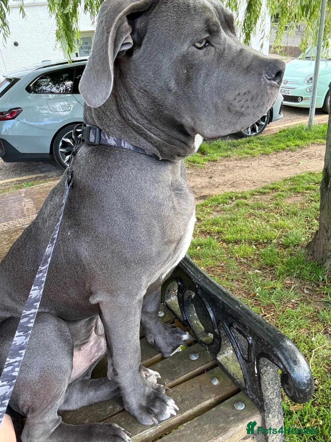Mixed Breed dogs for sale: Cane corso mixed breed in Chepstow - Advert 2