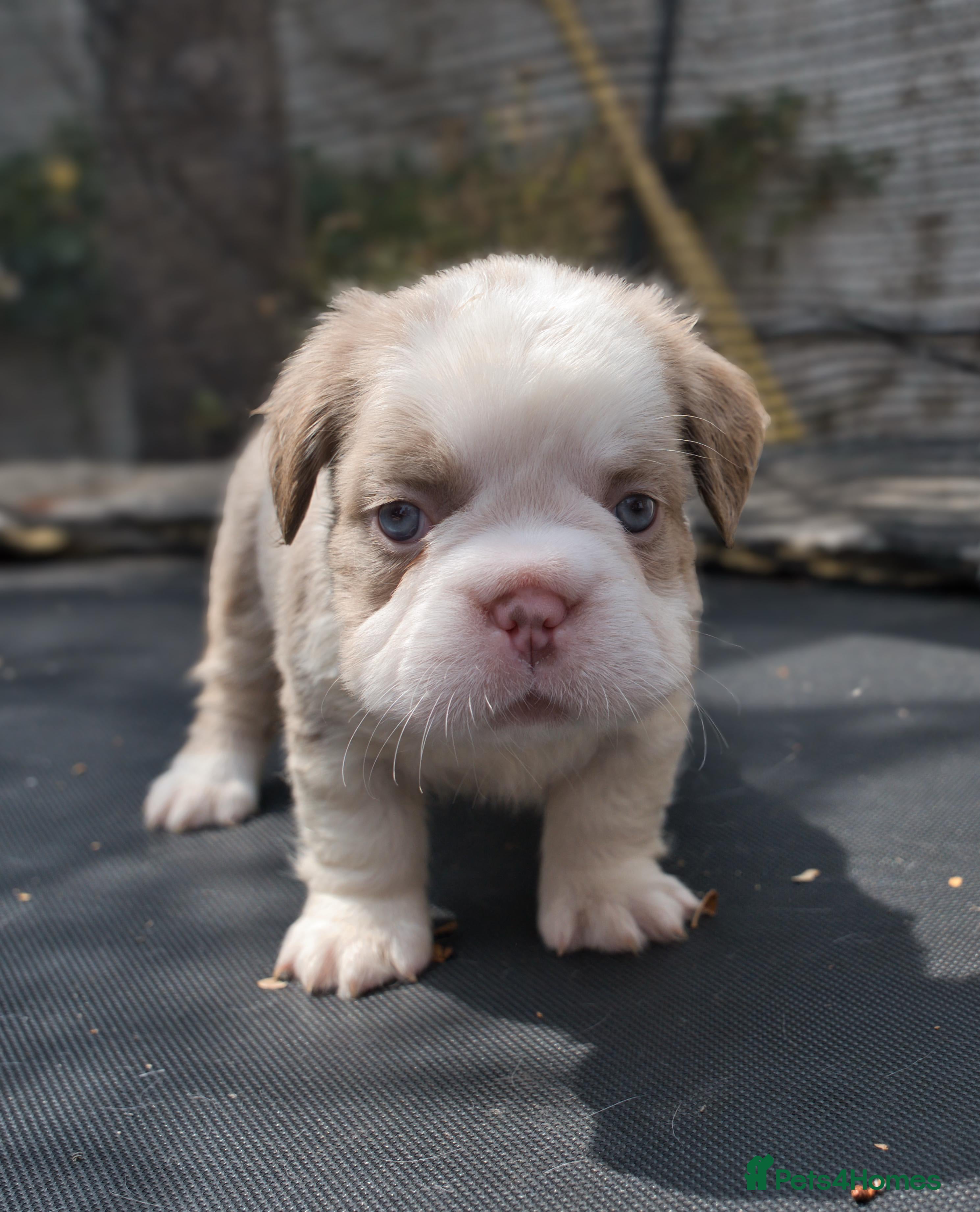 French Bulldog dogs Rare Fluffy Frenchies: KC Reg, Vet Checked. - Advert 2