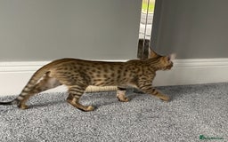 Chausie cats for sale: Savannah x Chausies - Image 4