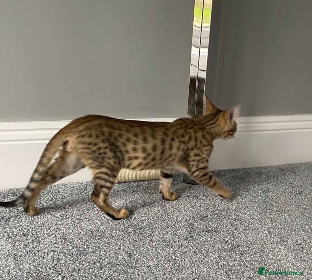 Chausie cats for sale: Savannah x Chausies - Image 4