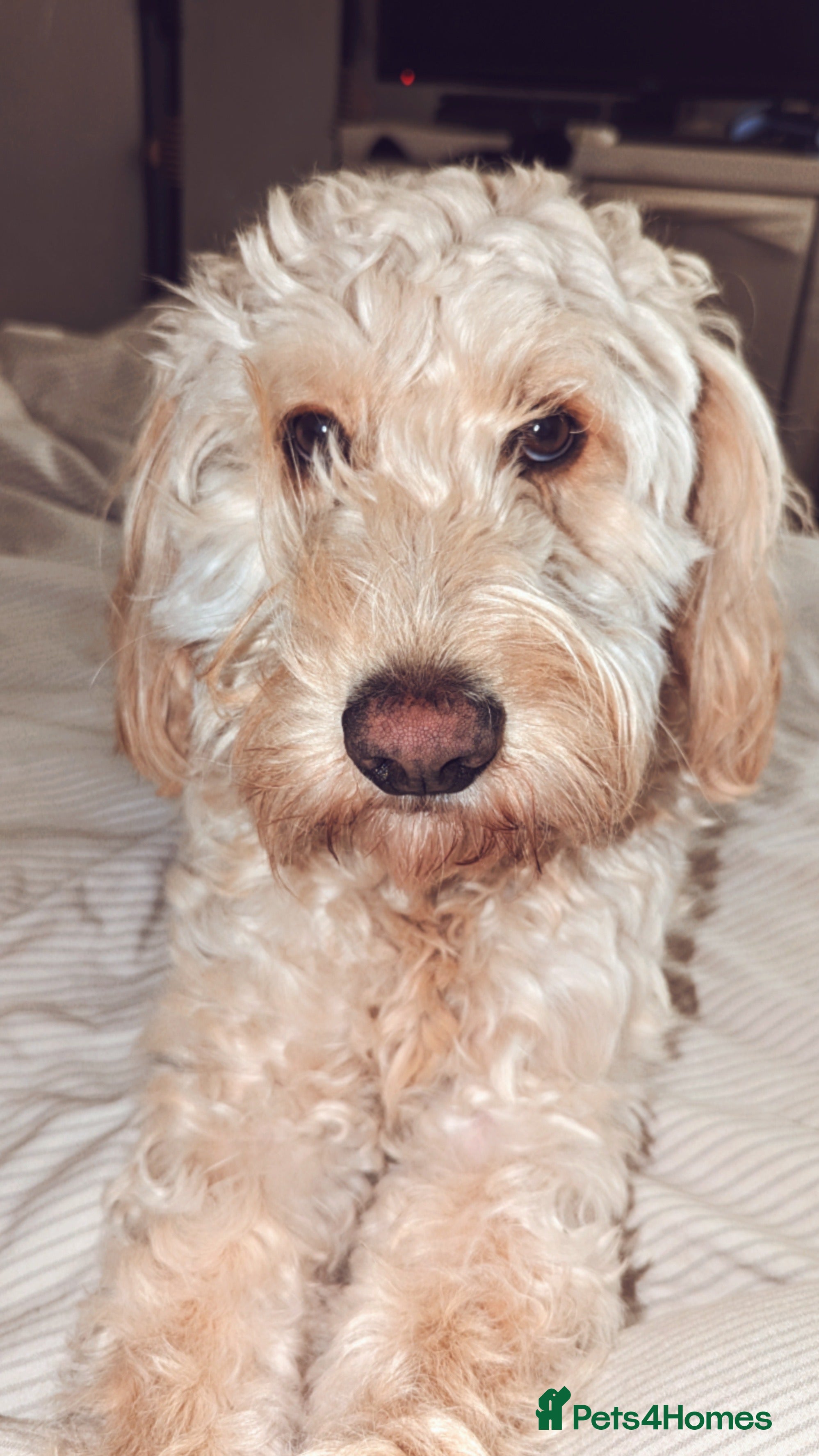 Cockapoo dogs ** REHOME ** 3 YEAR OLD COCKAPOO - Advert 2