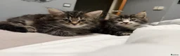 Mixed Breed cats for sale: BEAUTIFUL HOME REARED TABBY KITTENS ready 19/08/26 - Advert 30