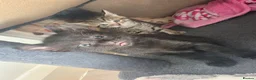 Mixed Breed cats for sale: Beautiful kittens  - Advert 39