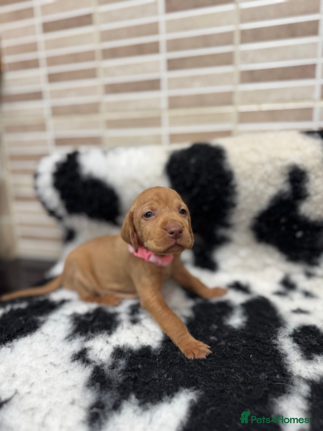 Hungarian Vizsla dogs for sale: 10 Hungarian Vizsla puppies - 6 boys & 4 girls - Image 11