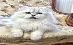 British Longhair cats for stud: British long hair boy for stud  - Image 5