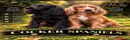 Cocker Spaniel dogs for sale: 💕 STUNNING SHOW TYPE COCKER SPANIEL PUPPS 💕 in Sevenoaks - Advert 12