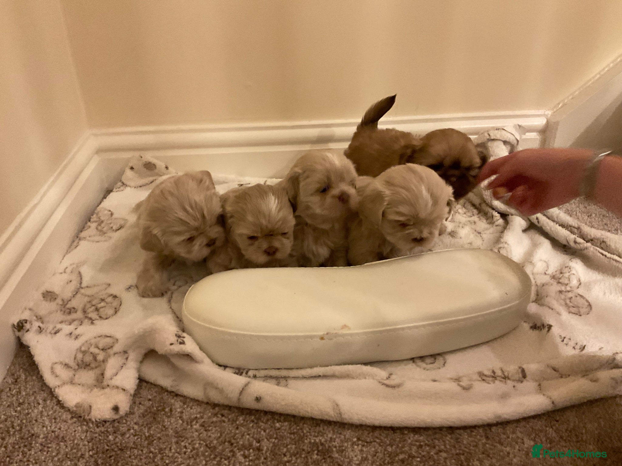 Shih Tzu dogs 5 beautiful Shih Tzu puppies - Advert 5