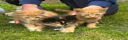 Mixed Breed cats for sale: Mixed Exotic Kittens in Torpoint - Advert 1