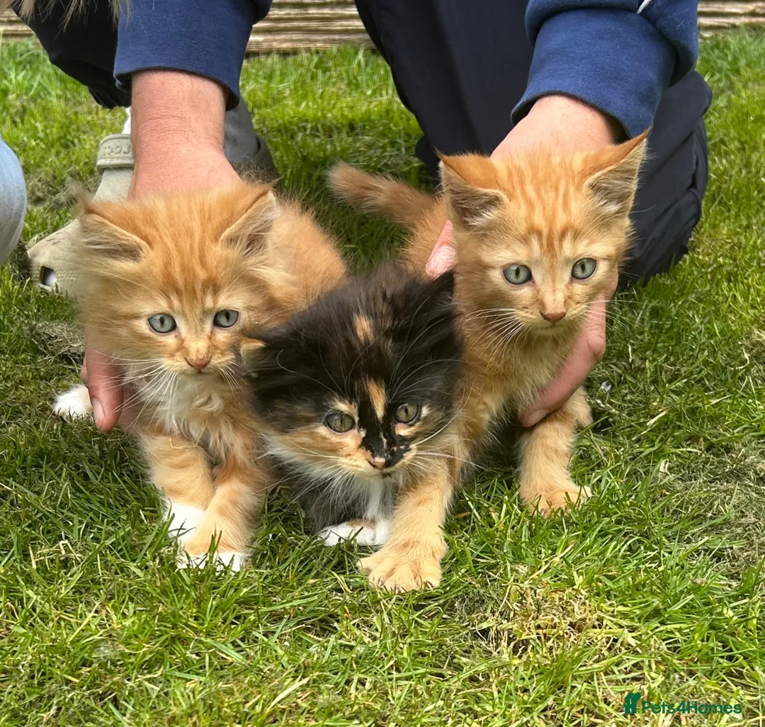 Mixed Breed cats for sale: Mixed Exotic Kittens in Torpoint - Advert 1
