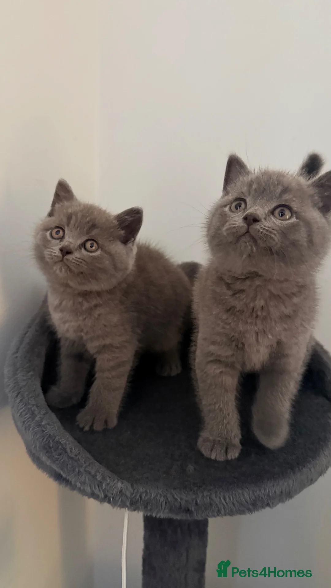 British Shorthair cats for sale: Roman - Advert 2