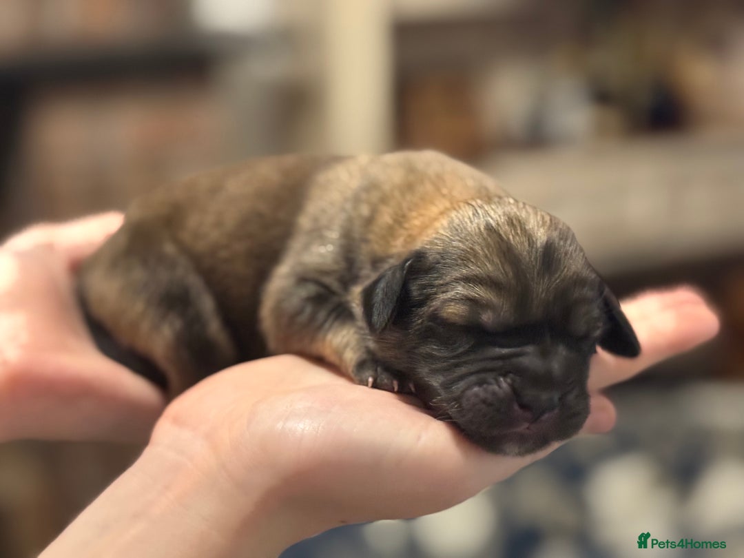 Tibetan Mastiff dogs for sale: Tibetan Mastiff Gentle Giants Champion Bloodlines  - Advert 2