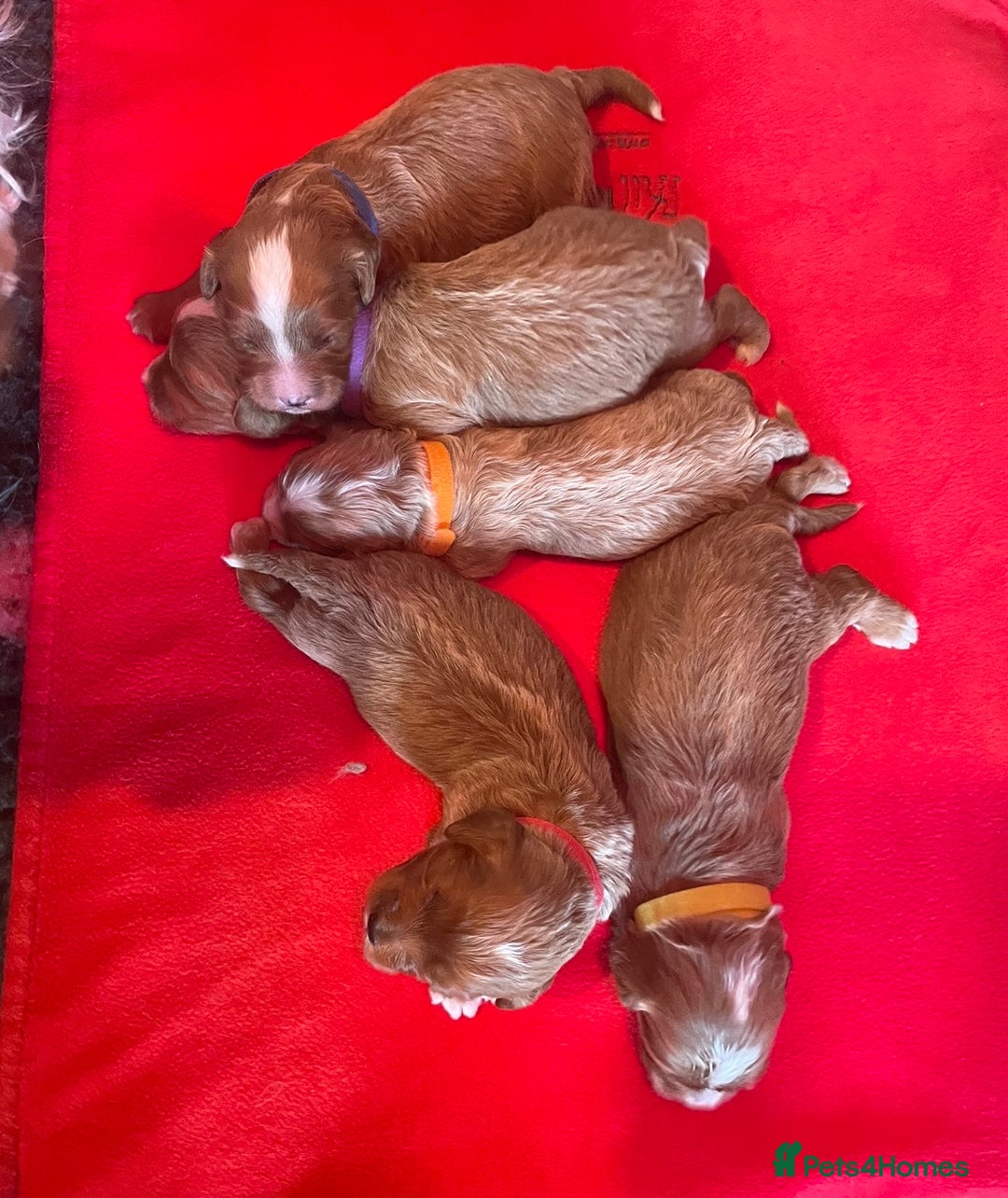 Toy Poodle dogs for stud: EXTENSIVELY HEALTH TESTED TOY POODLE STUD TYSON🌹 in Sheerness - Advert 6