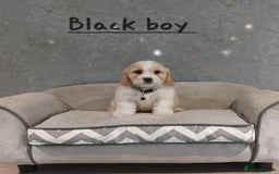 Cavachon dogs for sale: Beautiful F1 Cavachon boys 💙 - Image 5