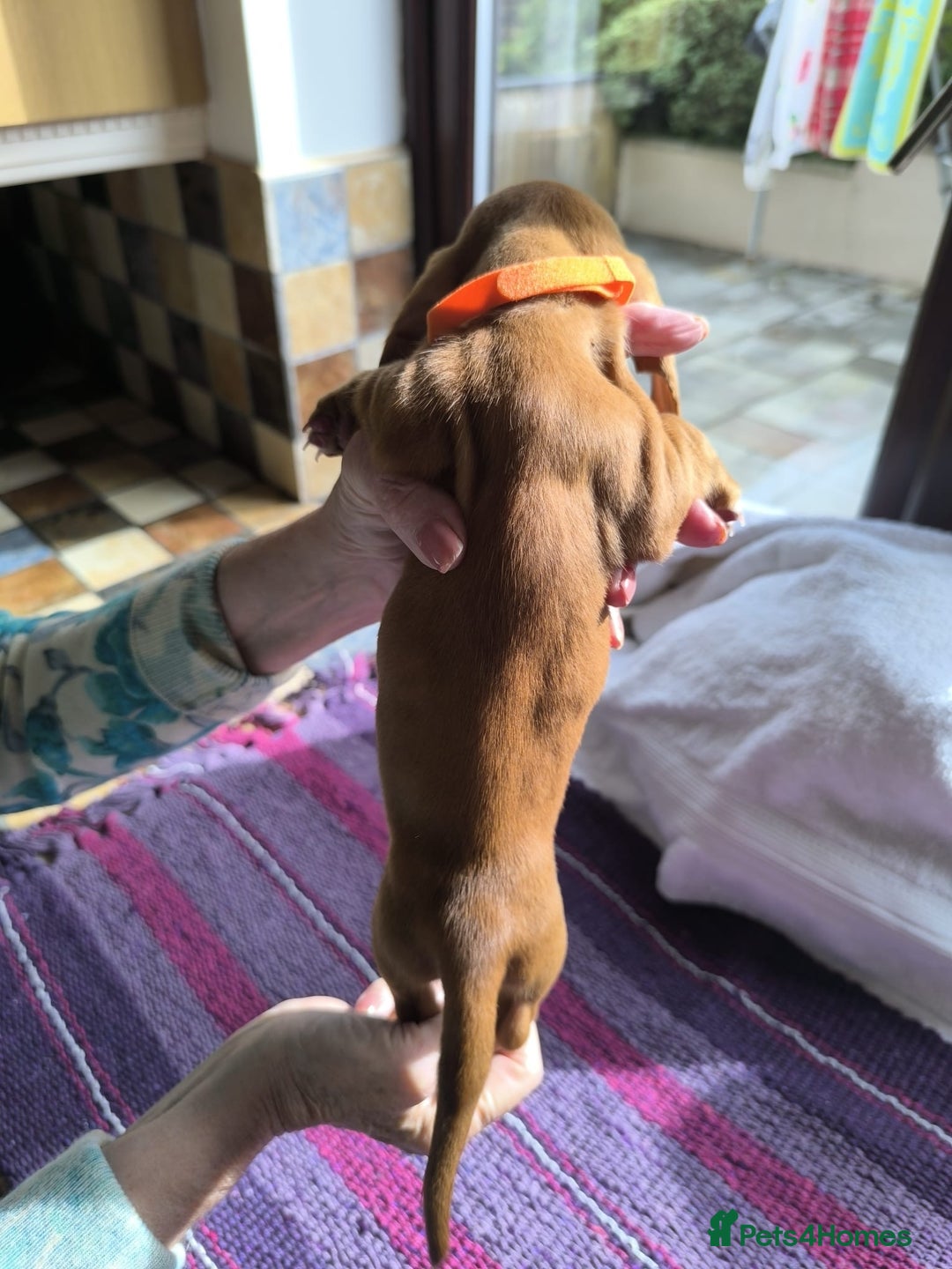 Miniature Dachshund dogs for sale: Superb Miniature KC reg Dachshund puppies - Image 21