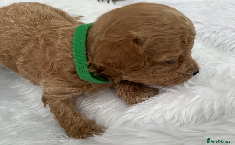 Cavapoo dogs - Advert 7