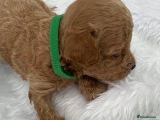 Cavapoo dogs for sale - Advert 1