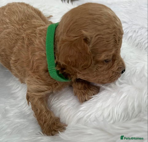 Cavapoo dogs - Advert 7