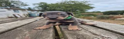 Mixed Breed dogs for sale: 8 Huntaway x puppies for sale - Advert 14
