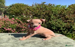 Italian Greyhound dogs for sale: Italian greyhound puppies KC reg. European lineage - Image 18