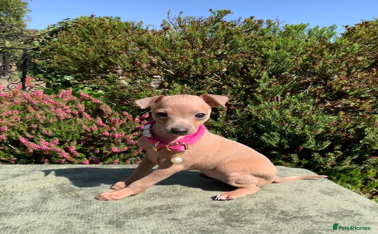 Italian Greyhound dogs - Advert 12