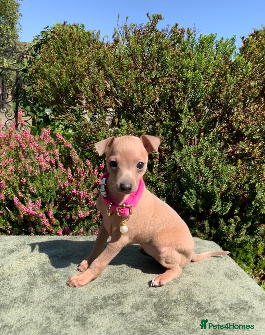 Italian Greyhound dogs for sale: Italian greyhound puppies KC reg. European lineage - Image 18