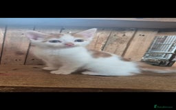 Domestic Shorthair cats for sale: Beautiful family raised kittens  - Image 12