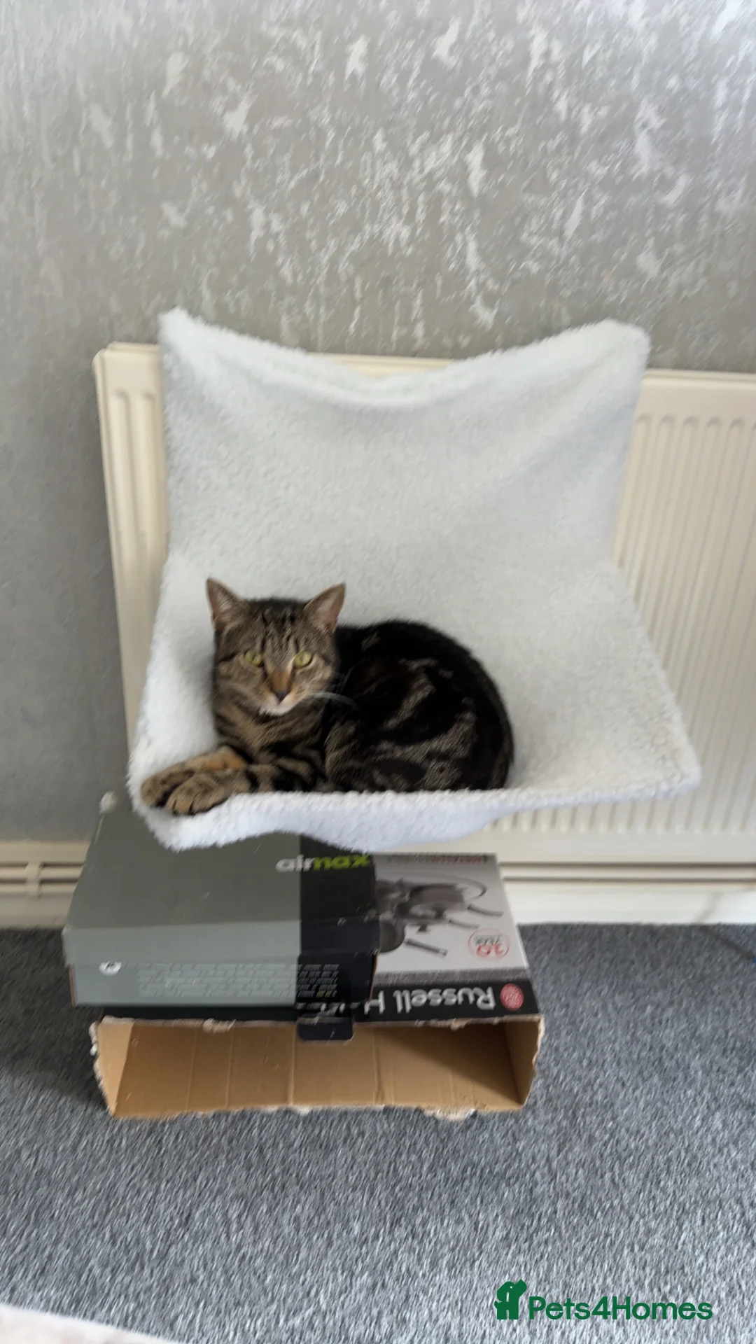 Mixed Breed cats for sale: 1 year old cat  - Advert 4