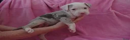 American Bulldog dogs for sale: Outstanding Merle American Bulldogs - Advert 18
