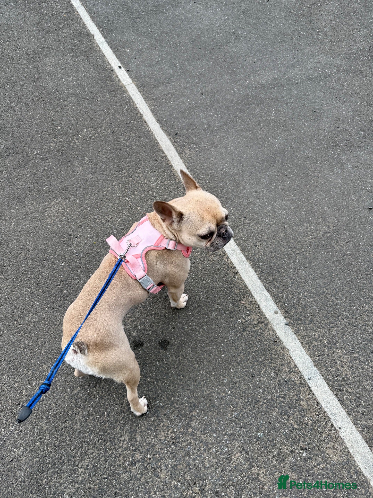 French Bulldog dogs Blue Fawn FrenchBulldog girl  - Advert 4