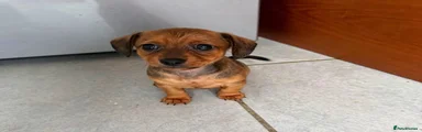 Mixed Breed 2