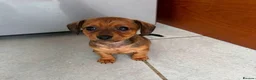 Mixed Breed dogs for sale: Pomeranian cross miniature dachshund.  - Advert 3
