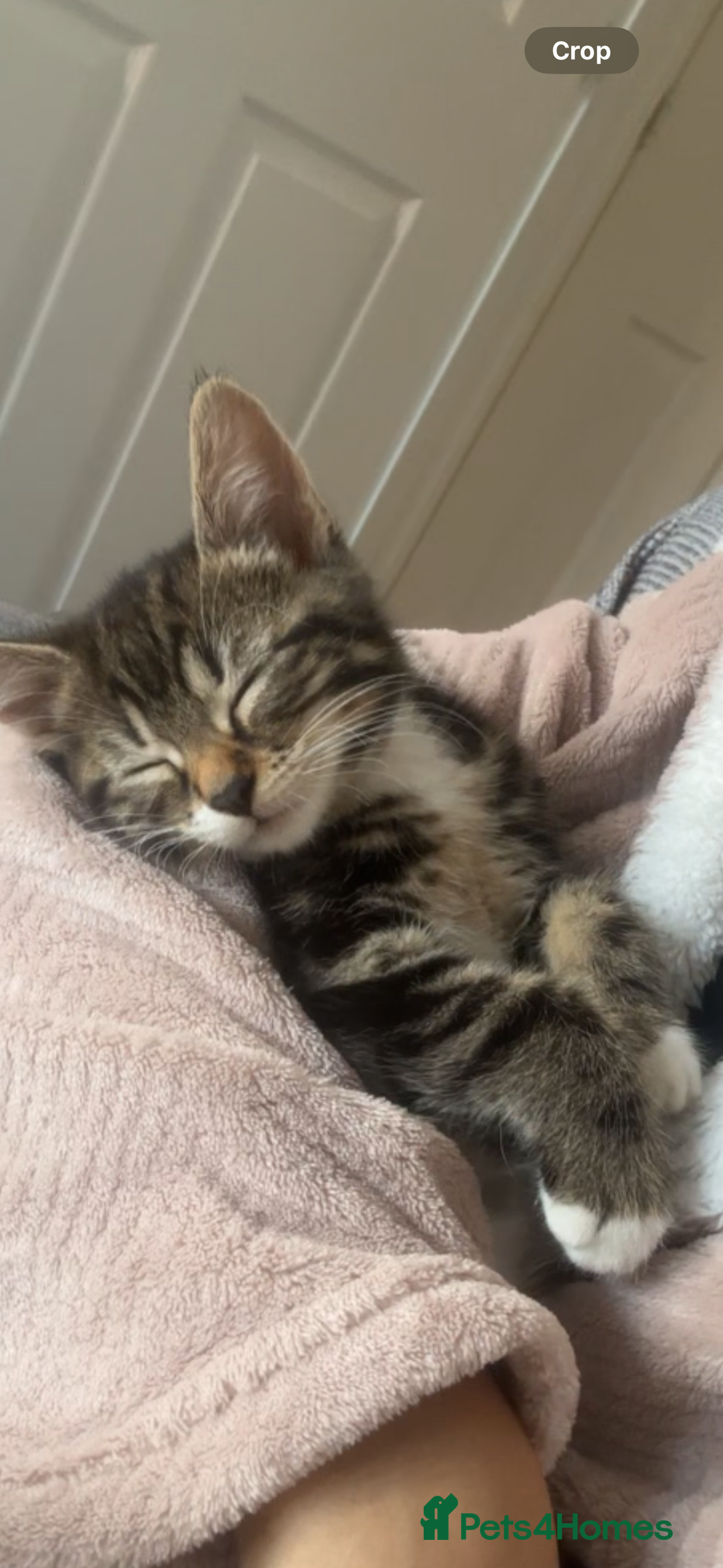 Turkish Angora cats for sale: Rare coloured kittens 🐱 😍 - Advert 6