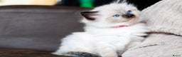 Ragdoll cats for sale: 🏅Last 2 GCCF Ragdoll kittens Ready now - Advert 33