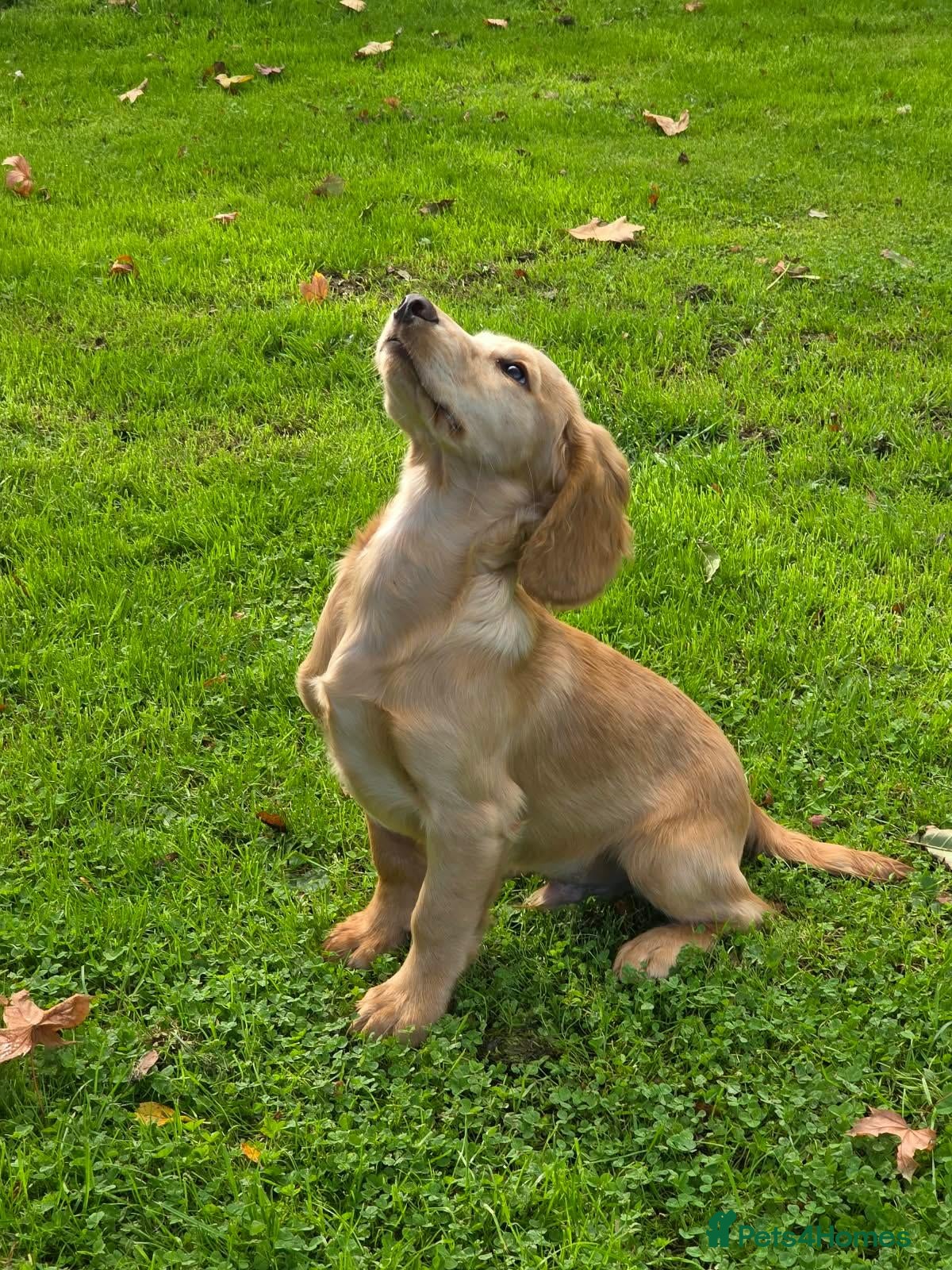 Cocker Spaniel dogs GORGEOUS GOLDEN HEALTH TESTED COCKER PUPPIES - Advert 11