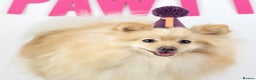 Pomeranian dogs for stud: Cream Pomeranian for stud  - Advert 5