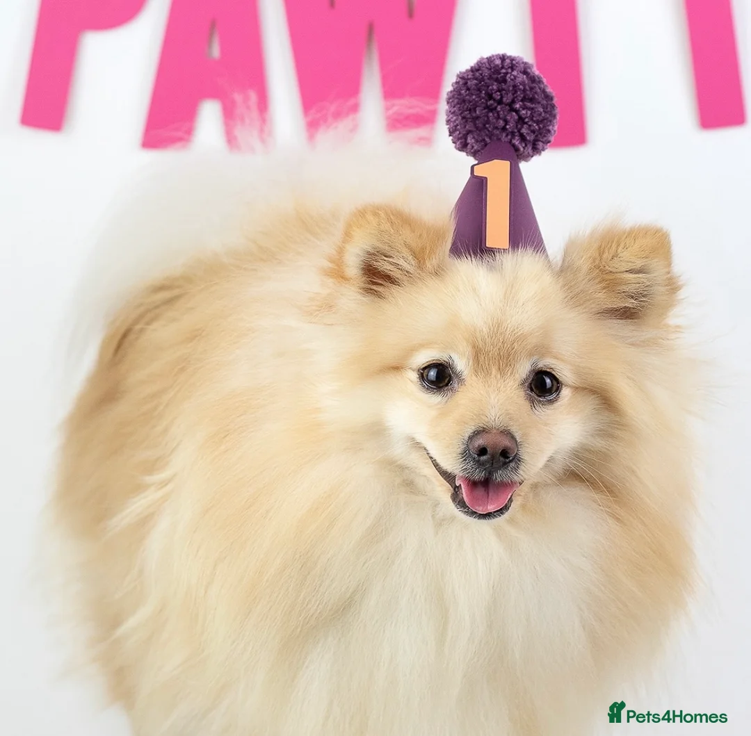 Pomeranian dogs for stud: Cream Pomeranian for stud  - Advert 5