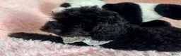 Cavapoo dogs for sale: F1 Cavapoos  - Advert 3