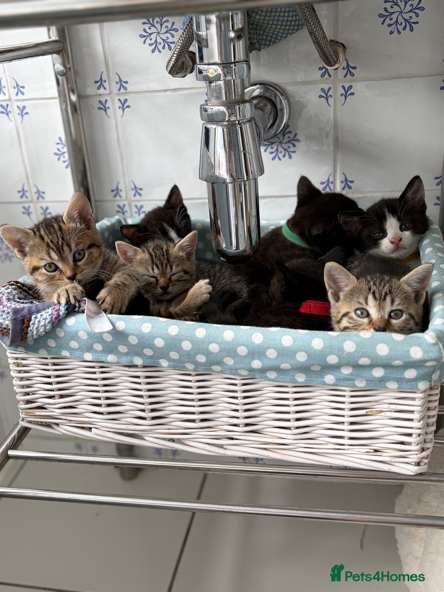 Mixed Breed cats Beautiful kittens  - Advert 1