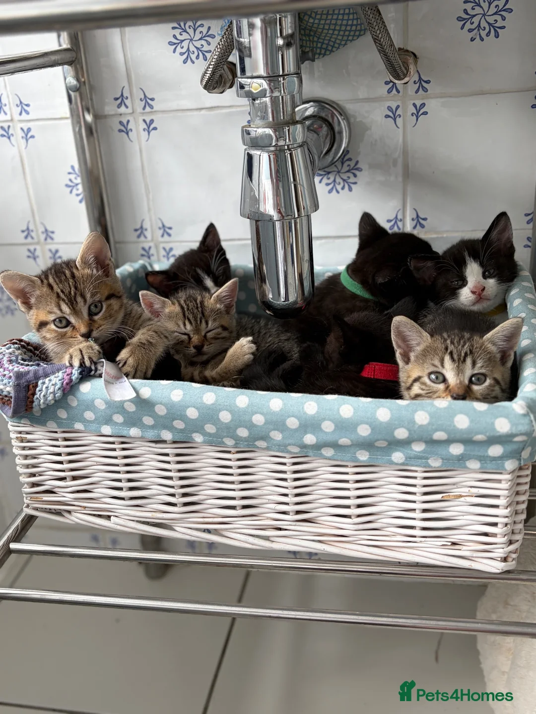 Mixed Breed cats for sale: Beautiful kittens  - Advert 1