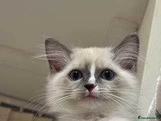 Ragdoll cats Purebred Ragdolls – FINAL GIRL 🍼 - Advert 18