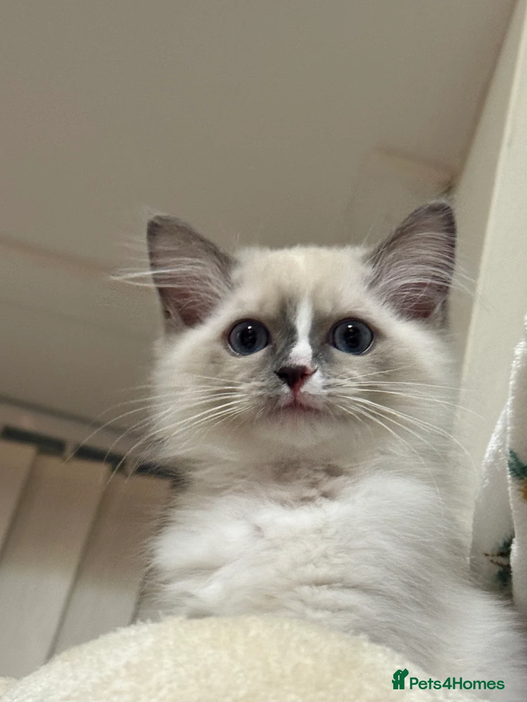 Ragdoll cats for sale: European Purebred Female Ragdoll 🩷 - Advert 3