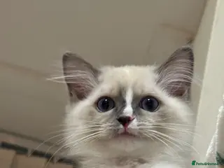 Ragdoll cats Purebred Ragdolls – FINAL GIRL 🍼 - Advert 18