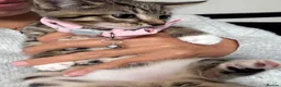 Mixed Breed cats for sale: 5 beautiful tabby kittens  - Advert 15